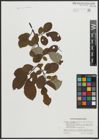 Foto von Salix appendiculata Vill. x Salix caprea L.
